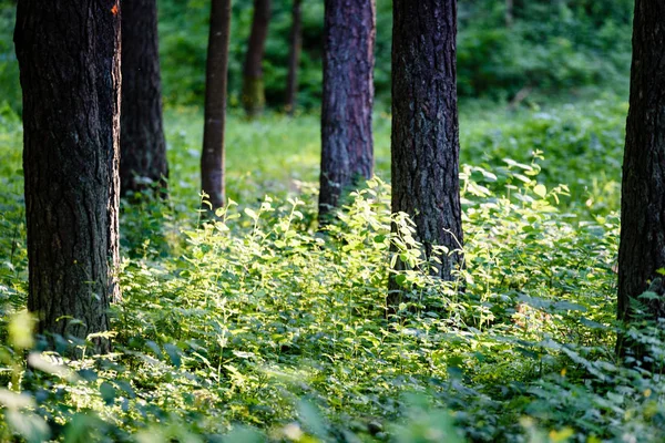 Grön skog med trädstammar i sommar — Stockfoto