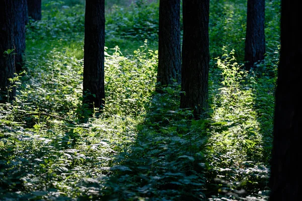 Floresta verde com troncos de árvore no verão — Fotografia de Stock