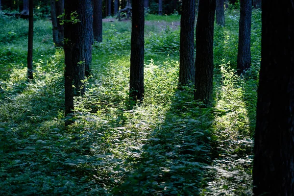 Yaz aylarında ağaç gövdeleri ile yeşil orman
