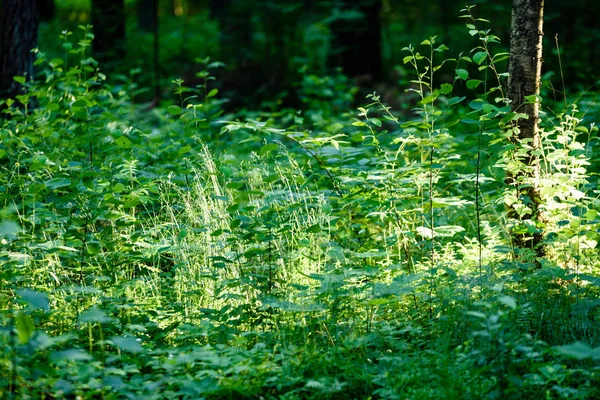 野生植物イラクサ、またはイラクサ イラクサ Dioi の小枝 — ストック写真