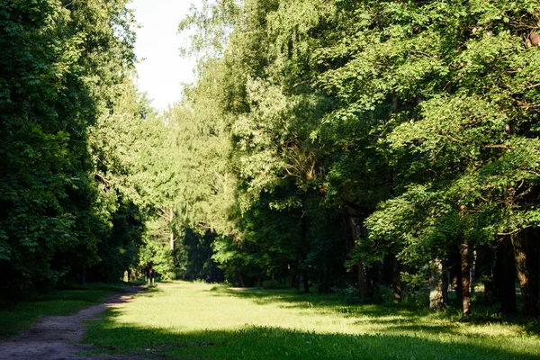 Groene bos met boomstammen in de zomer — Stockfoto