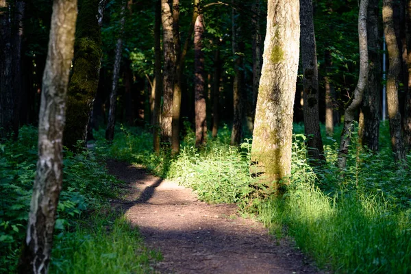 Зеленый лес с стволами деревьев летом — стоковое фото