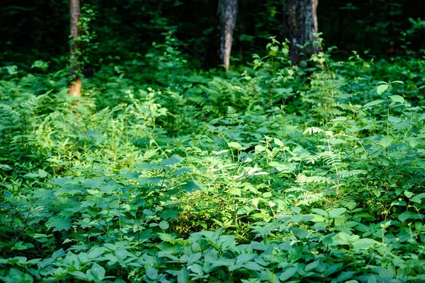 야생 식물 쐐기 풀 또는 쏘는 쐐기 풀 또는 Urtica Dioi의 잔 가지 — 스톡 사진