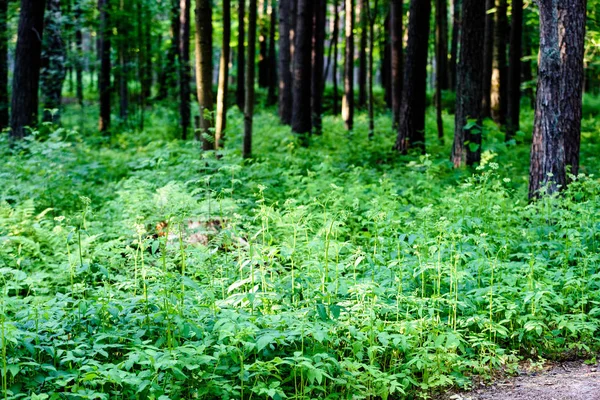 Os galhos de urtiga de planta selvagem ou urtiga picante ou urtica dioi — Fotografia de Stock