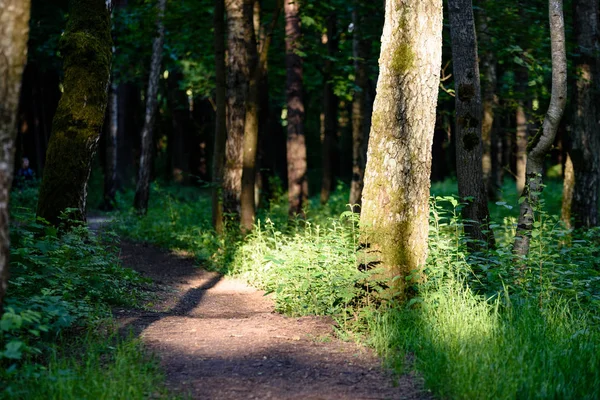 Yaz aylarında ağaç gövdeleri ile yeşil orman