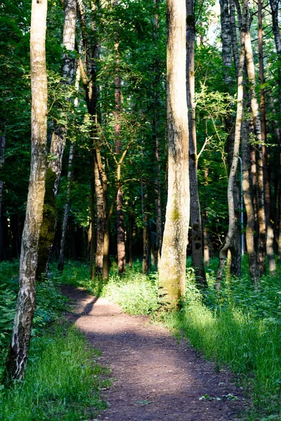 Зеленый лес с стволами деревьев летом — стоковое фото
