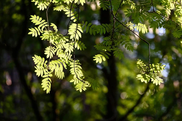 Feuilles de rowan en plein soleil — Photo