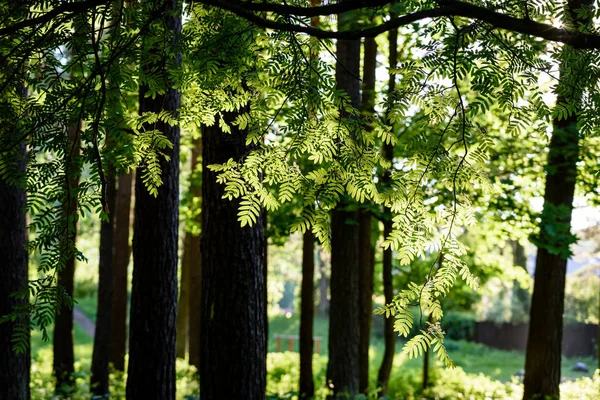 Листья рябины при ярком солнечном свете — стоковое фото