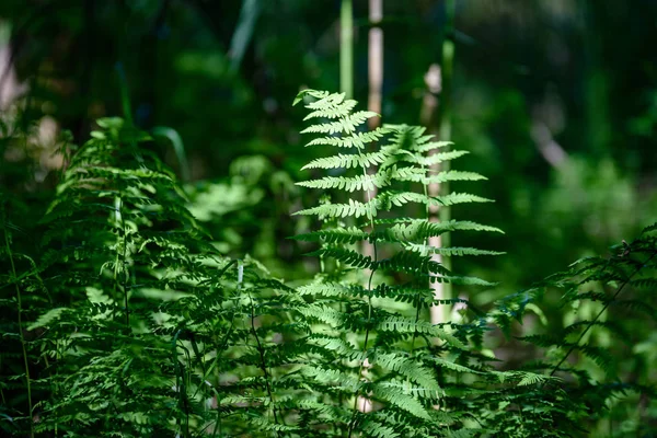 Вид на зеленые листья папоротника под солнечным светом в лесу . — стоковое фото