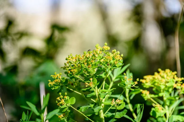 Os galhos de urtiga de planta selvagem ou urtiga picante ou urtica dioi — Fotografia de Stock