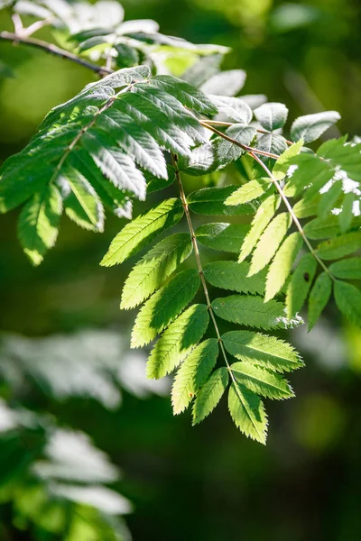 Hojas de rowan tree a la dura luz del sol — Foto de Stock