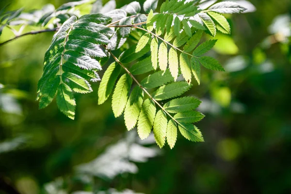 Sorbo foglie di albero sotto la dura luce del sole — Foto Stock