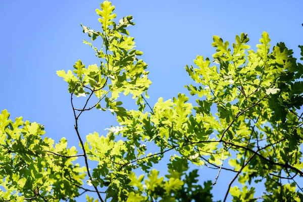 Δρύινο δέντρο φύλλα νωρίς το καλοκαίρι — Φωτογραφία Αρχείου