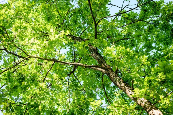 Foglie di quercia all'inizio dell'estate — Foto Stock