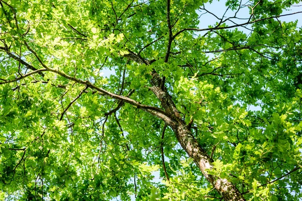 Folhas de carvalho no início do verão — Fotografia de Stock