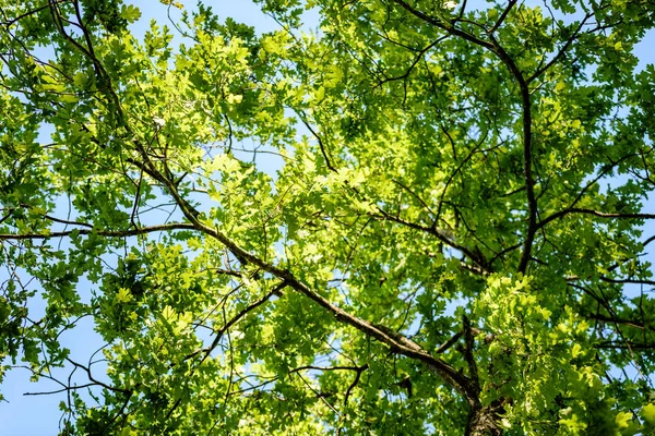 Meşe ağaç erken yaz aylarında yaprak — Stok fotoğraf