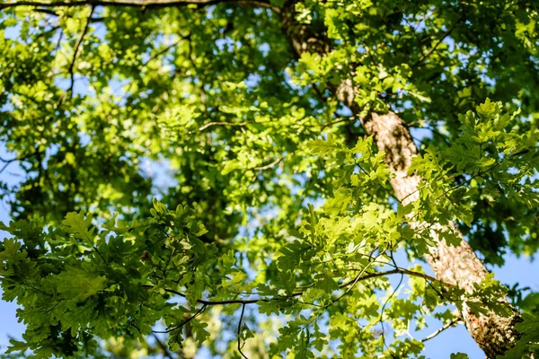 Feuilles de chêne au début de l'été — Photo