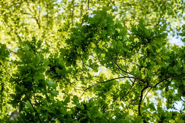 Meşe ağaç erken yaz aylarında yaprak — Stok fotoğraf