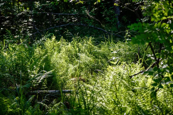 녹색 숲에서 햇빛 아래 고 사리 잎에 보기. — 스톡 사진