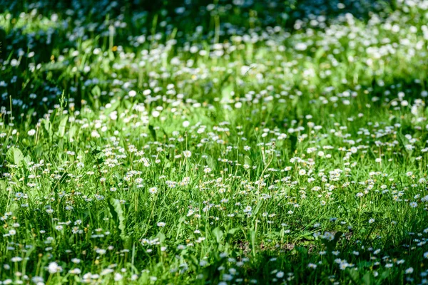 Pequeñas flores blancas en el prado — Foto de Stock