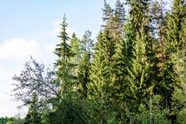 Ladin ormanda genç: erken yaz sabahı