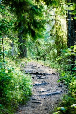 erken sabah yaz yeşil orman