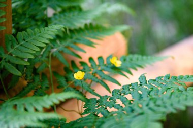 Ormanda güneş ışığı altında eğreltiotu yaprakları yeşil görüntüleyin. 