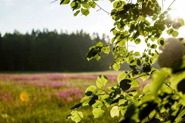Letní slunovrat krajině louka s květy — Stock fotografie