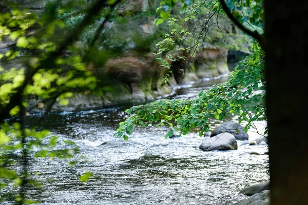 Beautyful morgonljus över skogsälv — Stockfoto