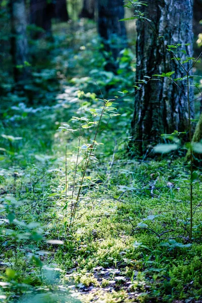 Grøn skov i begyndelsen af sommeren morgen - Stock-foto