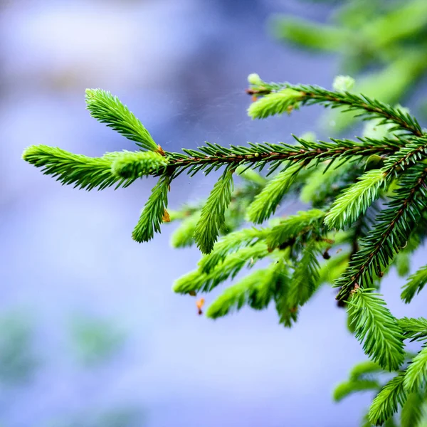 Junger Fichtenwald im Frühsommer — Stockfoto