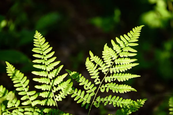 Vista sobre las hojas verdes de helecho bajo la luz del sol en el bosque . —  Fotos de Stock