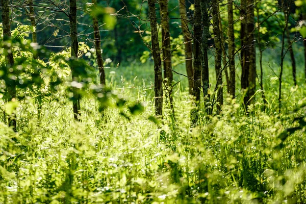 Forêt verte tôt le matin d'été — Photo