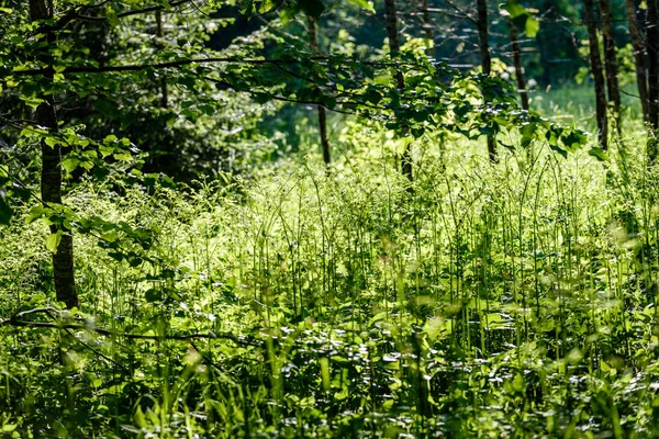 Zelený Les v časně letní ráno — Stock fotografie