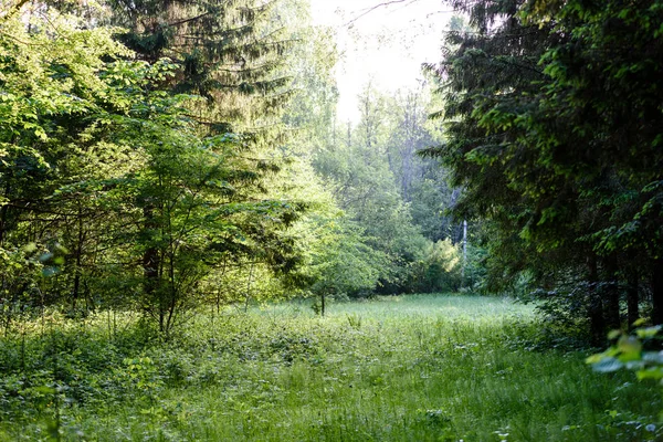 Zielony las w wcześnie rano lato — Zdjęcie stockowe