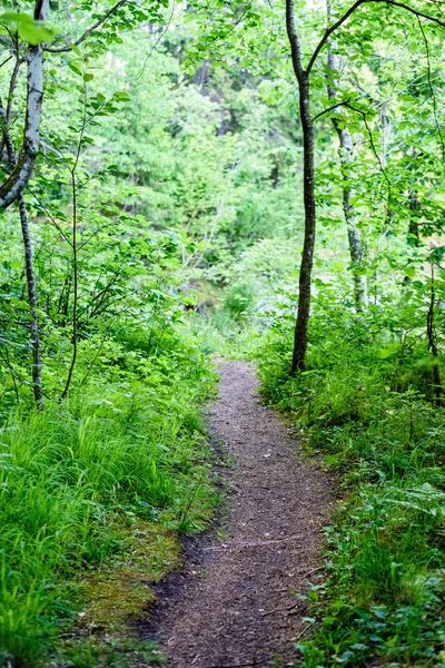 Passerelle en bois dans la forêt — Photo