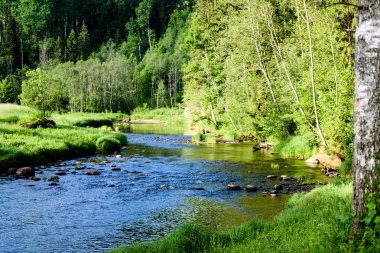 Beautyful sabah orman Nehri üzerinde ışık
