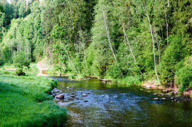 Beautyful sabah orman Nehri üzerinde ışık