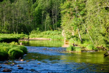 Beautyful sabah orman Nehri üzerinde ışık