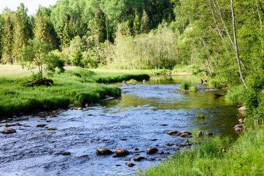 Beautyful sabah orman Nehri üzerinde ışık