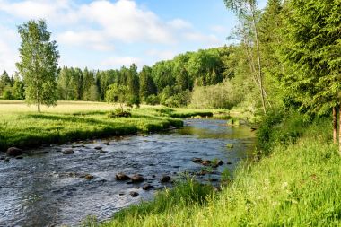 Beautyful sabah orman Nehri üzerinde ışık