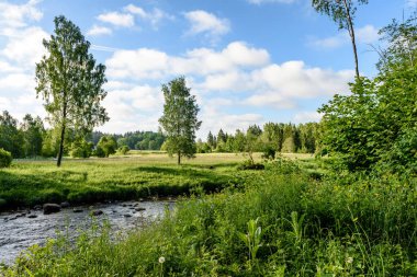 Beautyful sabah orman Nehri üzerinde ışık