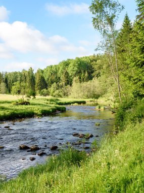 Beautyful sabah orman Nehri üzerinde ışık