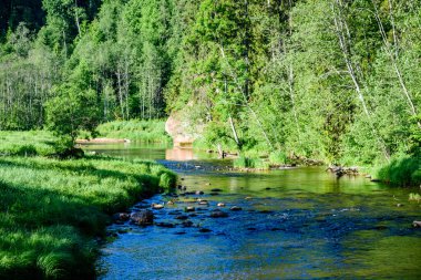Beautyful sabah orman Nehri üzerinde ışık