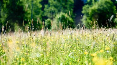 yaz ortası kırsal çayır çiçekli