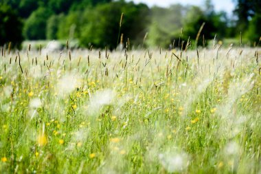 yaz ortası kırsal çayır çiçekli