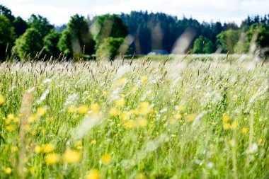 yaz ortası kırsal çayır çiçekli