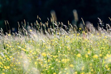 yaz ortası kırsal çayır çiçekli