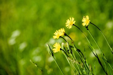 yaz ortası kırsal çayır çiçekli