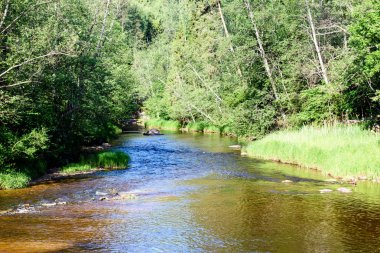Beautyful sabah orman Nehri üzerinde ışık